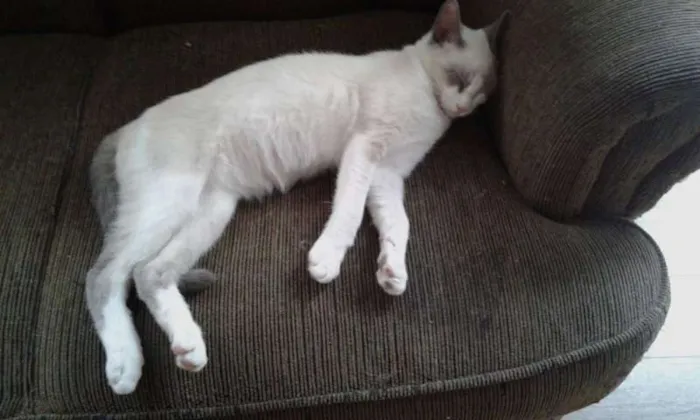 Gato ra a SRD idade 2 a 6 meses nome SHAY E ZEUS