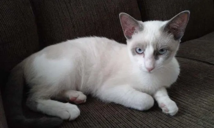 Gato ra a SRD idade 2 a 6 meses nome SHAY E ZEUS