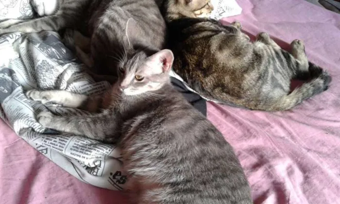 Gato ra a SRD idade 2 a 6 meses nome RAVI E CHANCAR