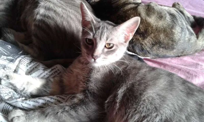 Gato ra a SRD idade 2 a 6 meses nome RAVI E CHANCAR