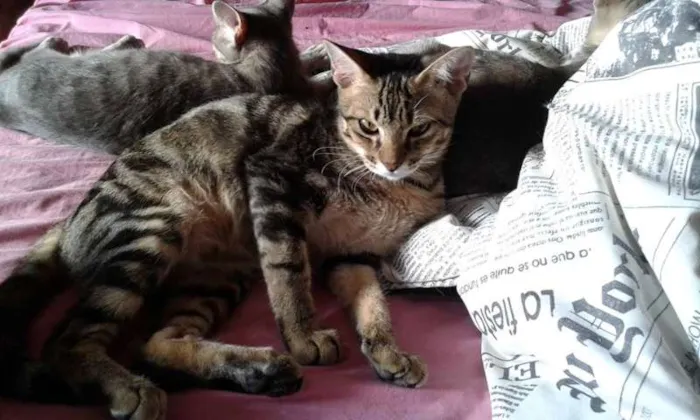 Gato ra a SRD idade 2 a 6 meses nome RAVI E CHANCAR