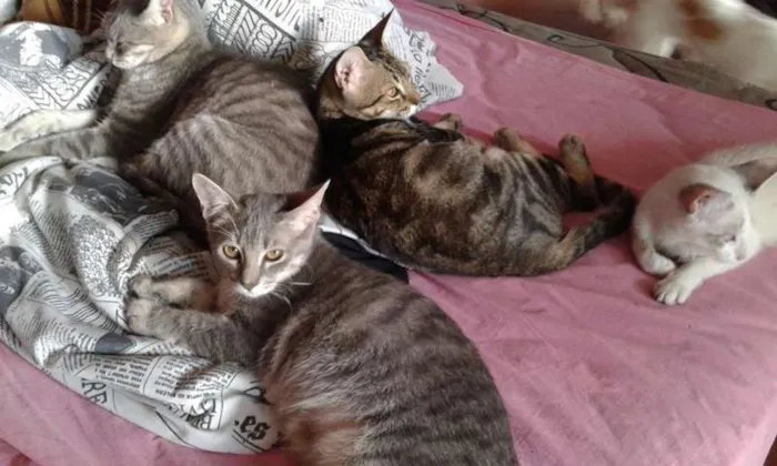 Gato ra a SRD idade 2 a 6 meses nome RAVI E CHANCAR
