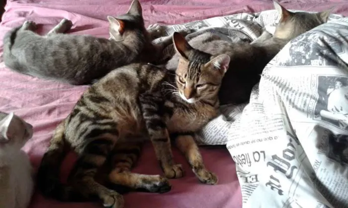 Gato ra a SRD idade 2 a 6 meses nome RAVI E CHANCAR