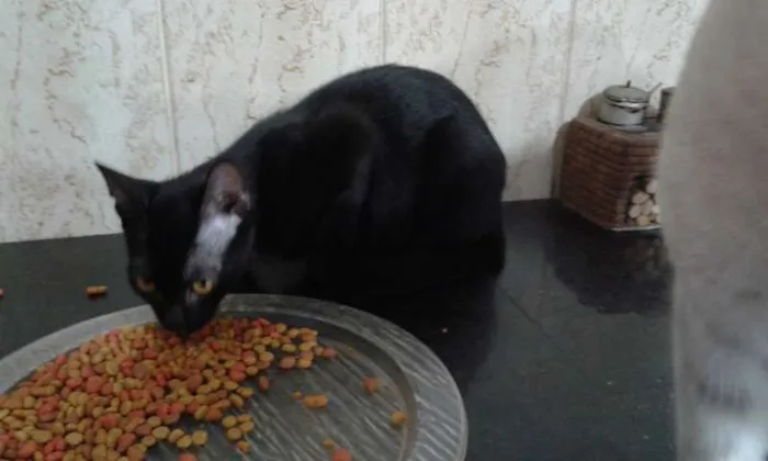 Gato ra a SRD idade 2 a 6 meses nome SUSI E GABRIEL