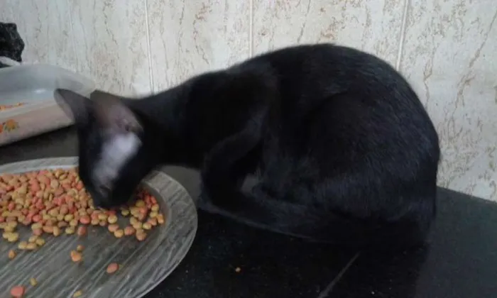 Gato ra a SRD idade 2 a 6 meses nome SUSI E GABRIEL