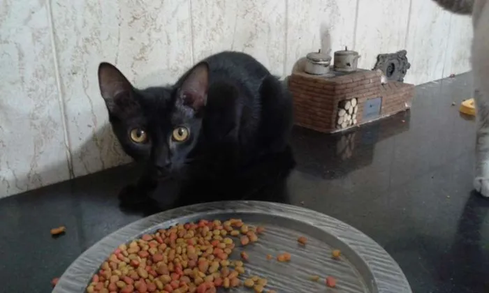 Gato ra a SRD idade 2 a 6 meses nome SUSI E GABRIEL
