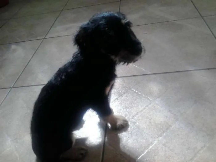 Cachorro ra a SRD idade 7 a 11 meses nome Scooby