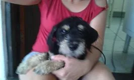 Cachorro ra a SRD idade 7 a 11 meses nome Scooby