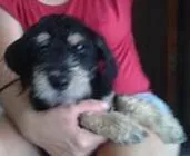 Cachorro ra a SRD idade 7 a 11 meses nome Scooby