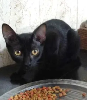 Gato raça SRD idade 2 a 6 meses nome SUSI E GABRIEL