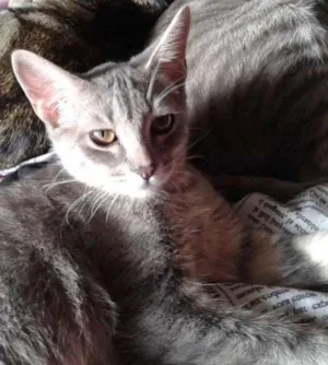 Gato raça SRD idade 2 a 6 meses nome RAVI E CHANCAR