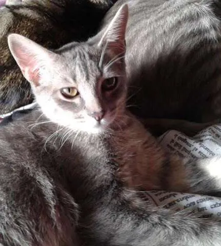Gato ra a SRD idade 2 a 6 meses nome RAVI E CHANCAR