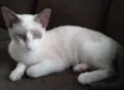 SHAY E ZEUS