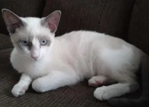 Gato raça SRD idade 2 a 6 meses nome SHAY E ZEUS