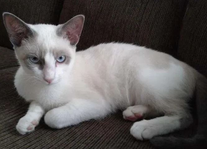 Gato ra a SRD idade 2 a 6 meses nome SHAY E ZEUS