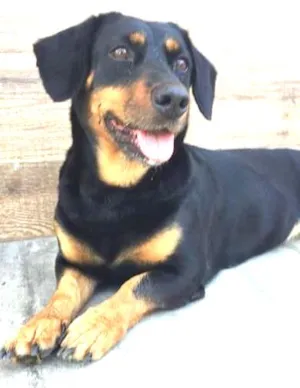 Cachorro raça  idade  nome Pretinha