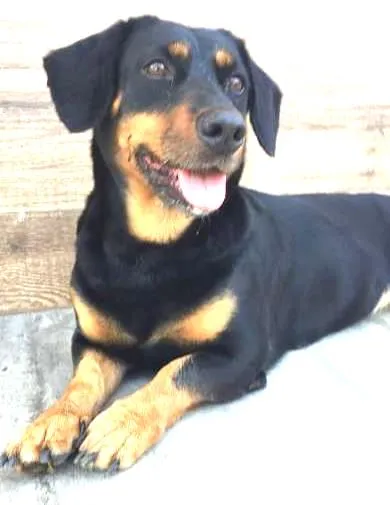 Cachorro ra a  idade  nome Pretinha