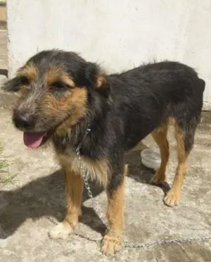 Cachorro raça SRD idade 4 anos nome amigo