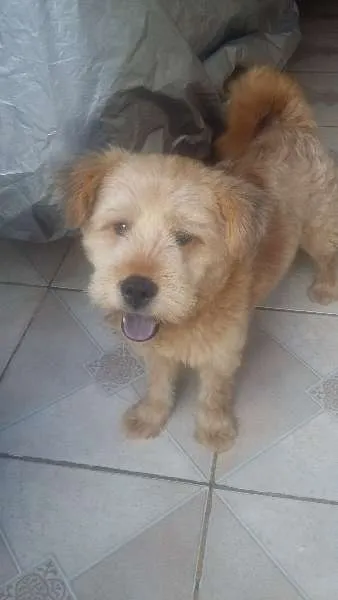 Cachorro ra a SRD idade 1 ano nome Billy