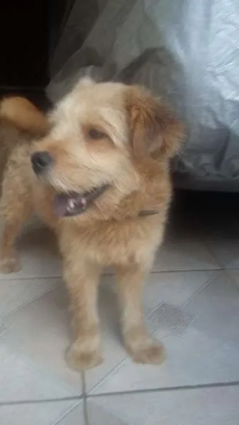 Cachorro ra a SRD idade 1 ano nome Billy