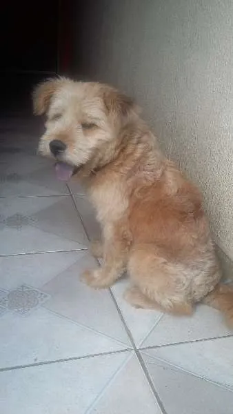 Cachorro ra a SRD idade 1 ano nome Billy