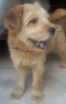 Cachorro raça SRD idade 1 ano nome Billy