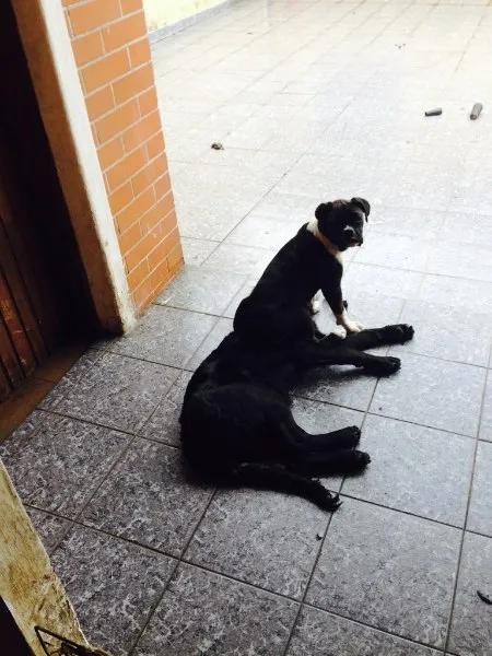Cachorro ra a Golden retriver mestica idade 7 a 11 meses nome Luma