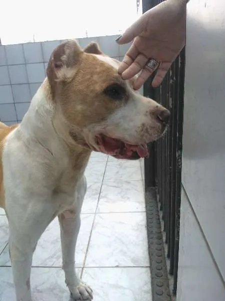 Cachorro ra a Pit-Bull idade 4 anos nome Lucas.'.