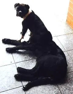 Cachorro raça Golden retriver mestica idade 7 a 11 meses nome Luma