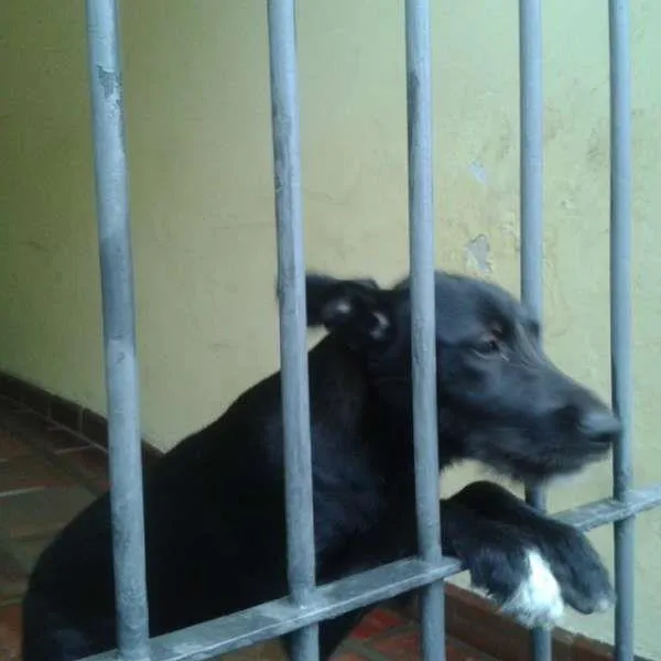 Cachorro ra a Vira-lata idade 7 a 11 meses nome Pandora