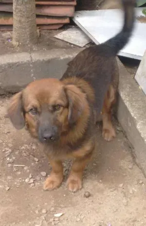 Cachorro raça Vira lata com salsinha idade 2 anos nome Bidu