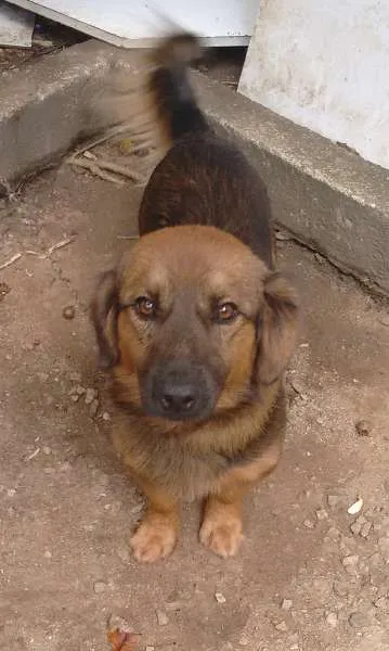 Cachorro ra a Vira lata com salsinha idade 2 anos nome Bidu