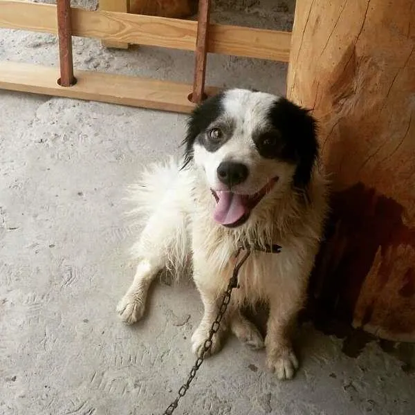 Cachorro raça mestiço  idade 1 ano nome beto