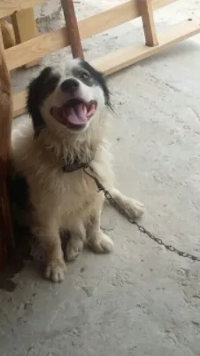 Cachorro raça mestiço  idade 1 ano nome beto