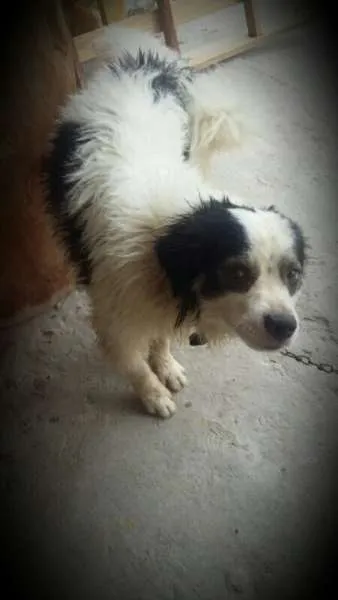 Cachorro raça mestiço  idade 1 ano nome beto