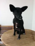 Peggy