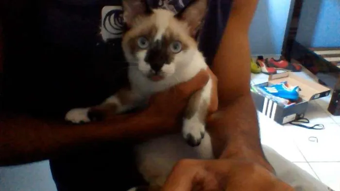 Gato ra a Nenhuma idade 2 a 6 meses nome Sem nome