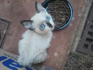 Gato raça  idade 2 a 6 meses nome GATINHOS