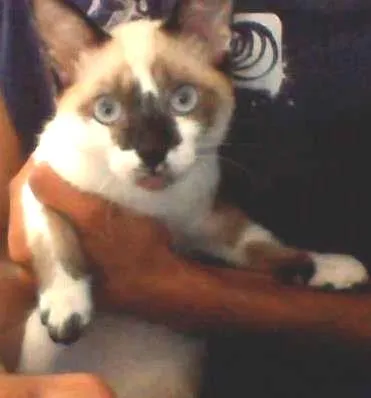 Gato ra a Nenhuma idade 2 a 6 meses nome Sem nome
