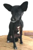 Peggy