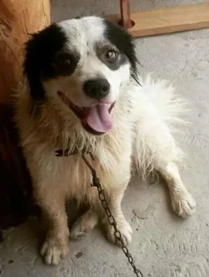 Cachorro raça mestiço  idade 1 ano nome beto