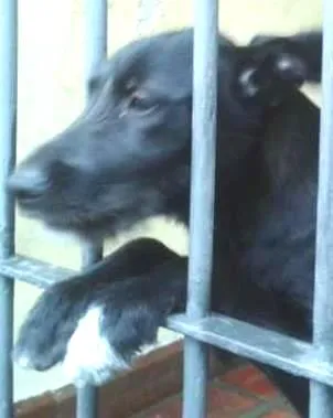 Cachorro ra a Vira-lata idade 7 a 11 meses nome Pandora
