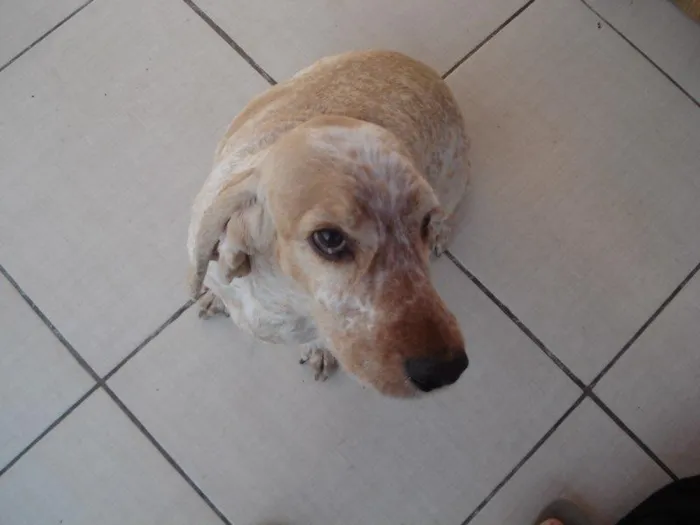 Cachorro ra a coker idade 6 ou mais anos nome Pipo