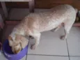 Pipo