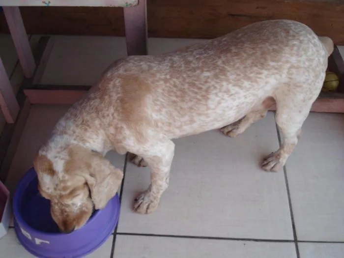 Cachorro ra a coker idade 6 ou mais anos nome Pipo