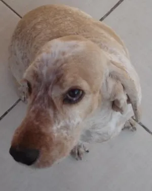 Cachorro raça coker idade 6 ou mais anos nome Pipo