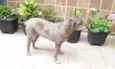 BELINHA