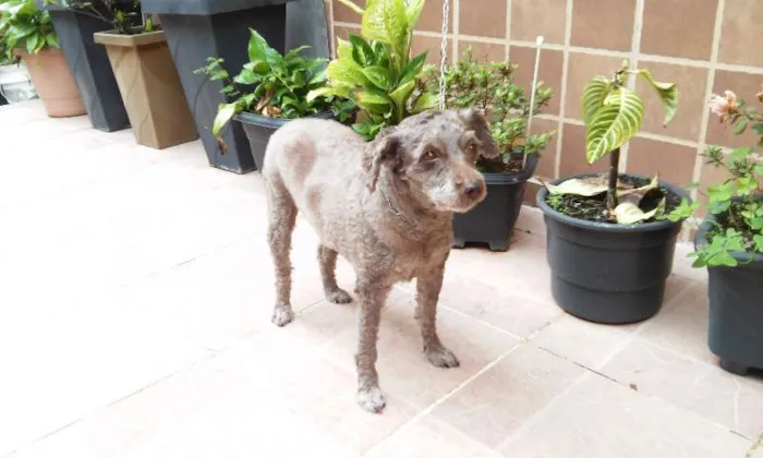 Cachorro ra a Poodle idade 6 ou mais anos nome BELINHA