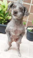 BELINHA