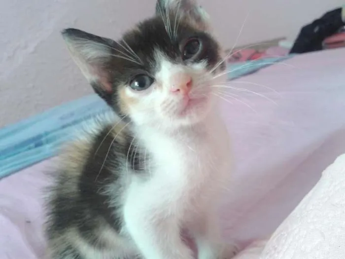 Gato raça misturado idade Abaixo de 2 meses nome zezinho/pretinha